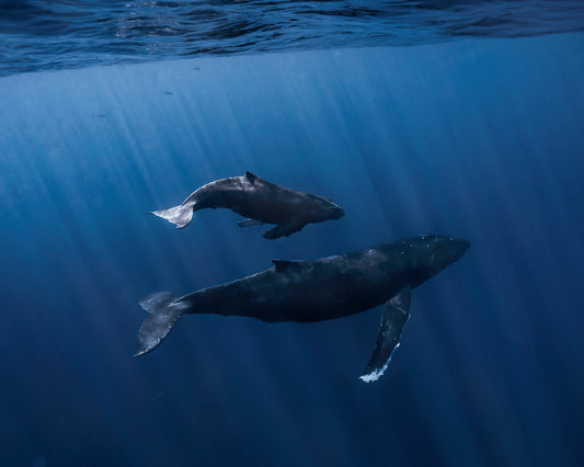 Mother & Calf No.3